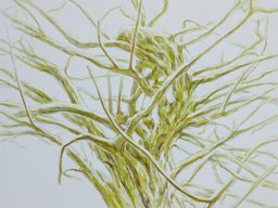 Daylight 100x100 cm