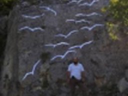 Rock Birds . 2006